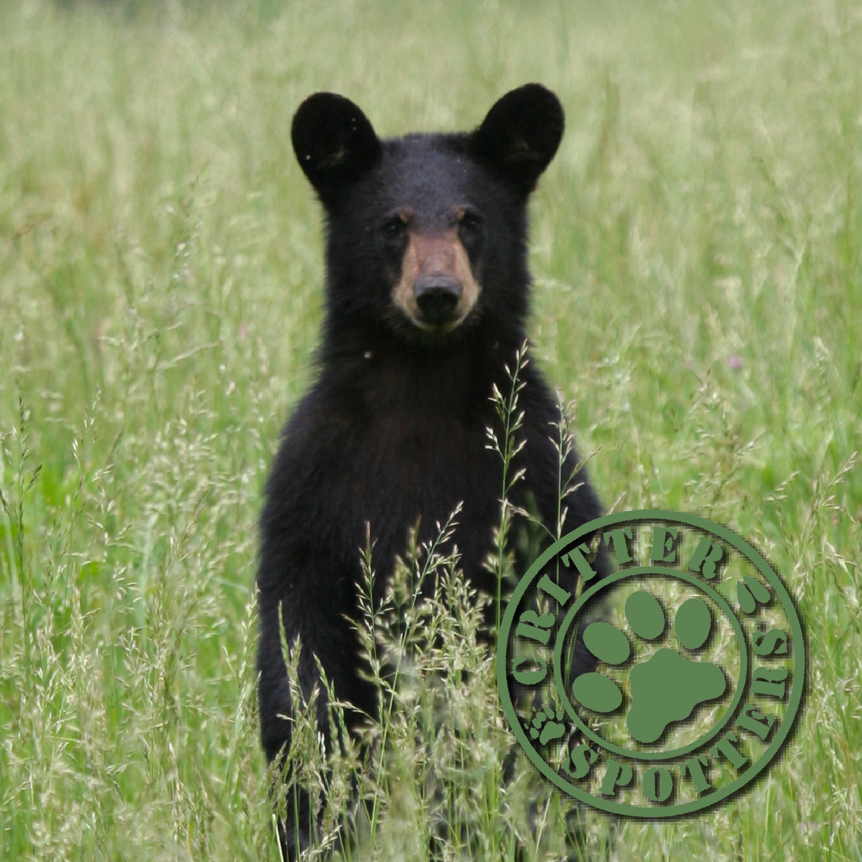 Black bear standing
